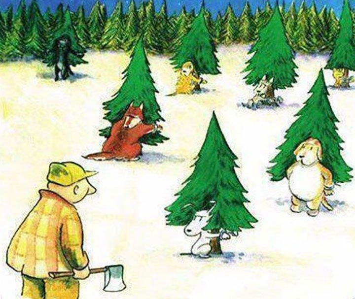 Лісники Київщини розпочали полювання на ялинкових браконьєрів