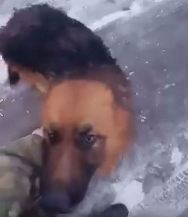 В Гнідині сільський дільничний врятував собаку, яка ледь не втонула в ополонці