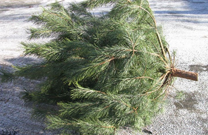 У Києві можна здати ялинку на утилізацію, - карта