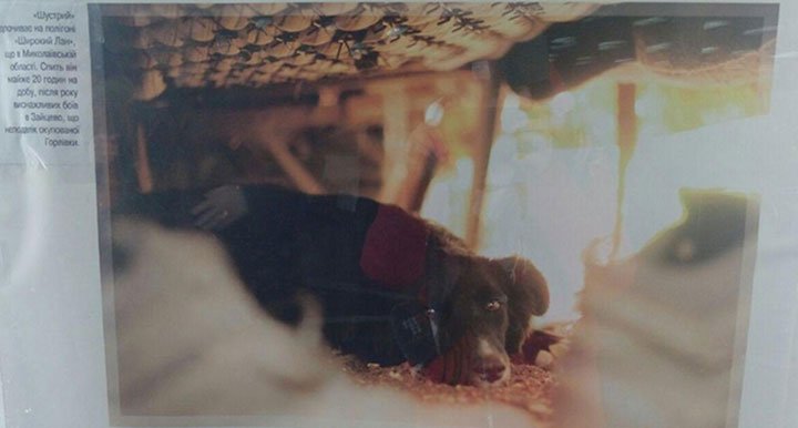 У Київському метро відкрили фотовиставку про тварин на передовій