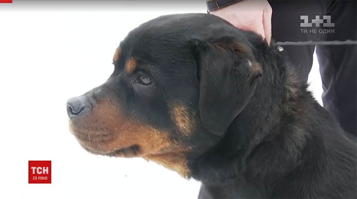 На Київщині ротвейлер врятував з пожежі жінку з дітьми і десяток собак