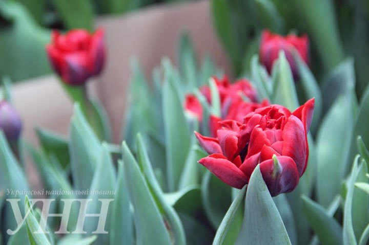 На Київщині відкрився Фестиваль тюльпанів