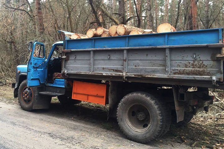 На Переяславщині поліція затримала чоловіків, які вирубували ліс