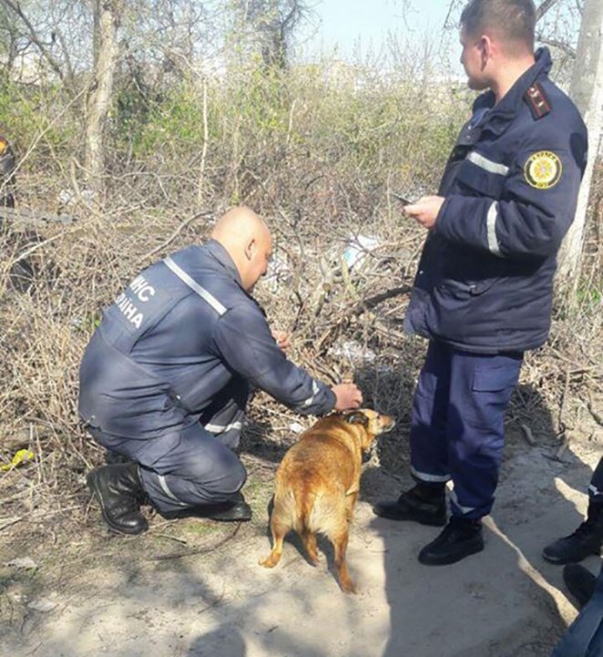 Бориспільські МНС-ники врятували песика із криниці