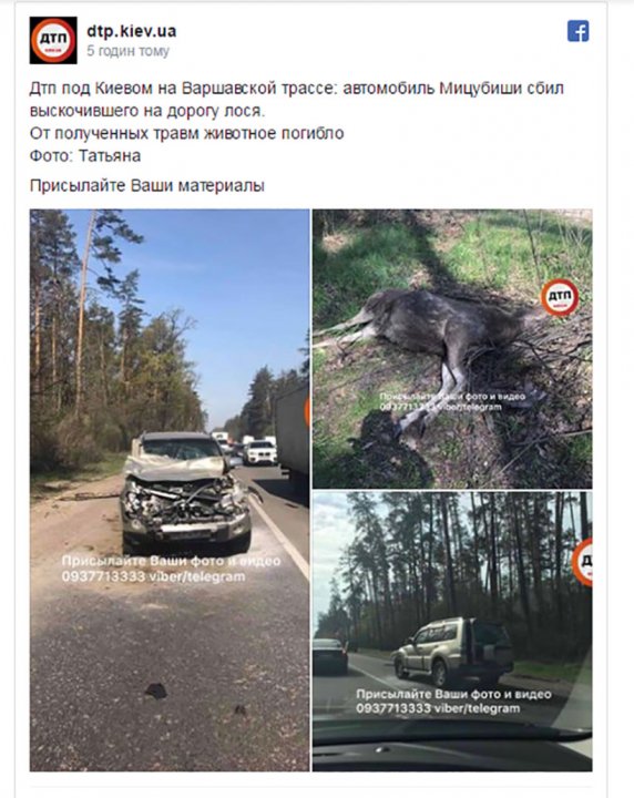 Під Києвом боксер на позашляховику збив лося