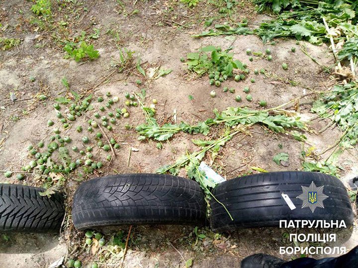 Бориспільські поліцейські спіймали на гарячому чоловіка, який збирав мак для приготування наркотиків