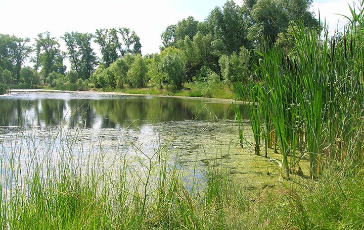 Озера Борисполя:  там, де купатися заборонено