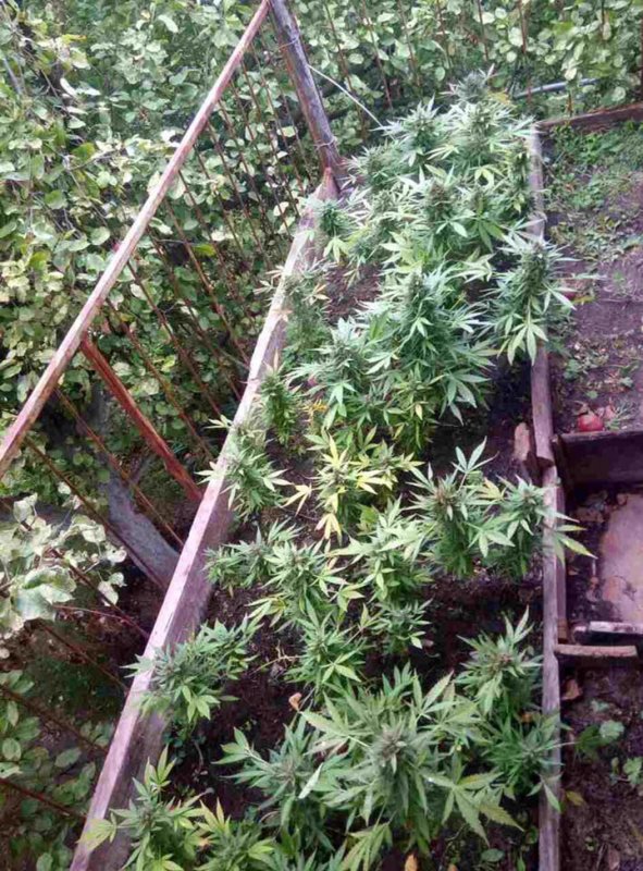 На Переяславщині чоловік вирощував коноплі в себе на дачі На Переяславщині чоловік вирощував коноплі в себе на дачі