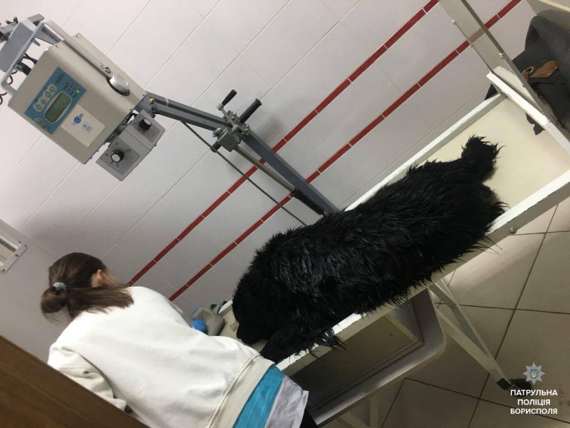 Патрульні Борисполя допомогли песику, який потрапив у ДТП