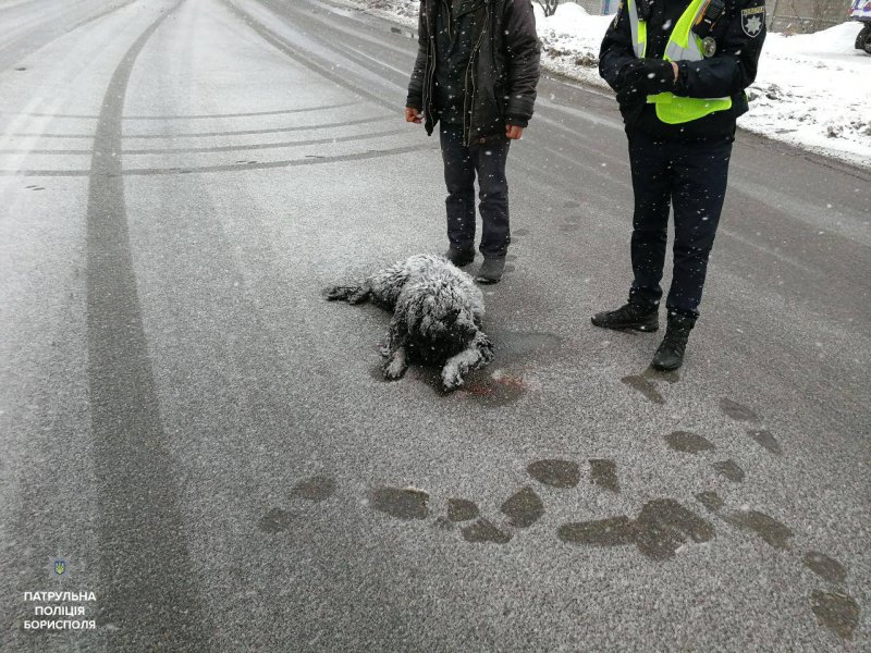 Патрульні Борисполя допомогли песику, який потрапив у ДТП