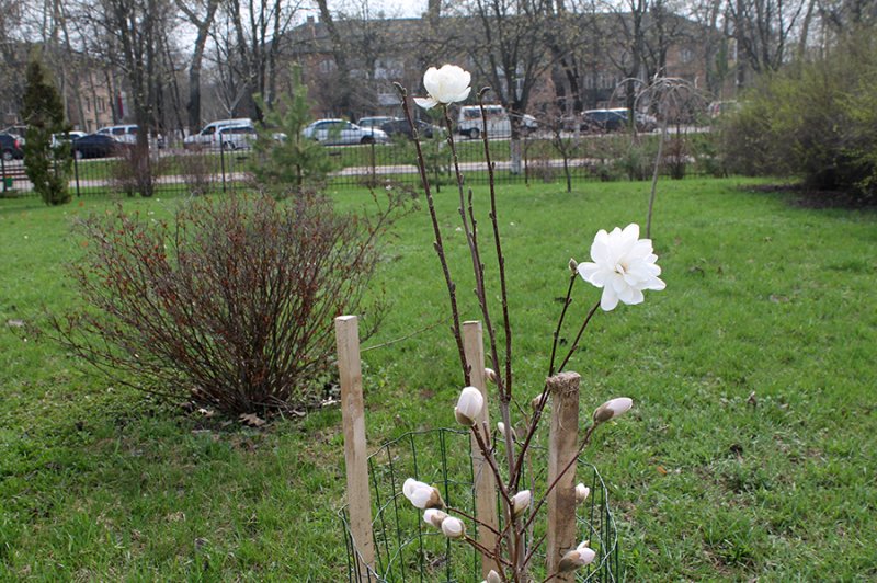 Розцвіли магнолії  у Борисполі