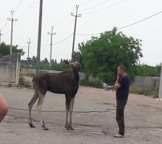 На Київщині спека змусила лося "просити" допомоги у людей