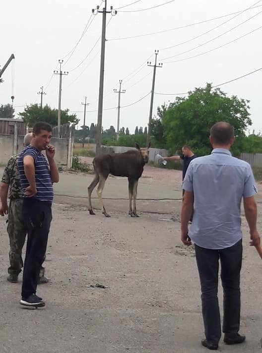 На Київщині спека змусила лося "просити" допомоги у людей