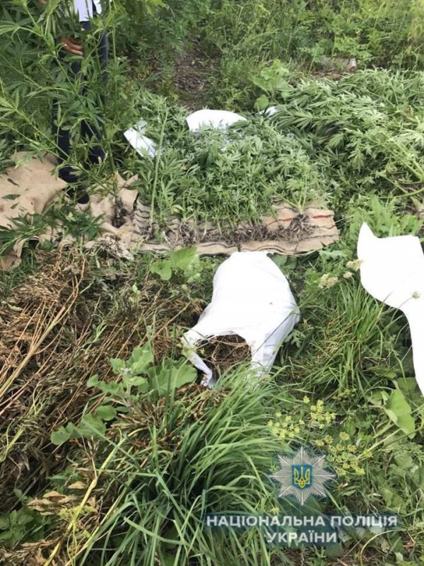За добу в Київській області правоохоронці вилучили 348 кущів конопель