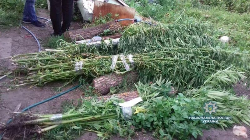 В селі Сошників у місцевого жителя вилучили 373 кущів маку