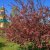 Весна у нашому місті (фото)
