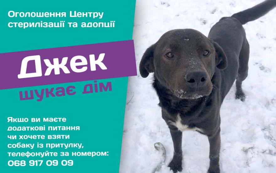 Дві собаки із Центру адопції вже через тиждень можуть опинитися знову на вулиці