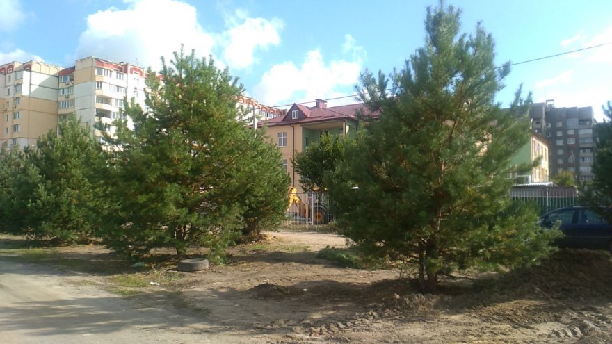 Між ДНЗ «Казка» та гаражами на вул. Момота висадили хвойні дерева Між ДНЗ «Казка» та гаражами на вул. Момота висадили хвойні дерева