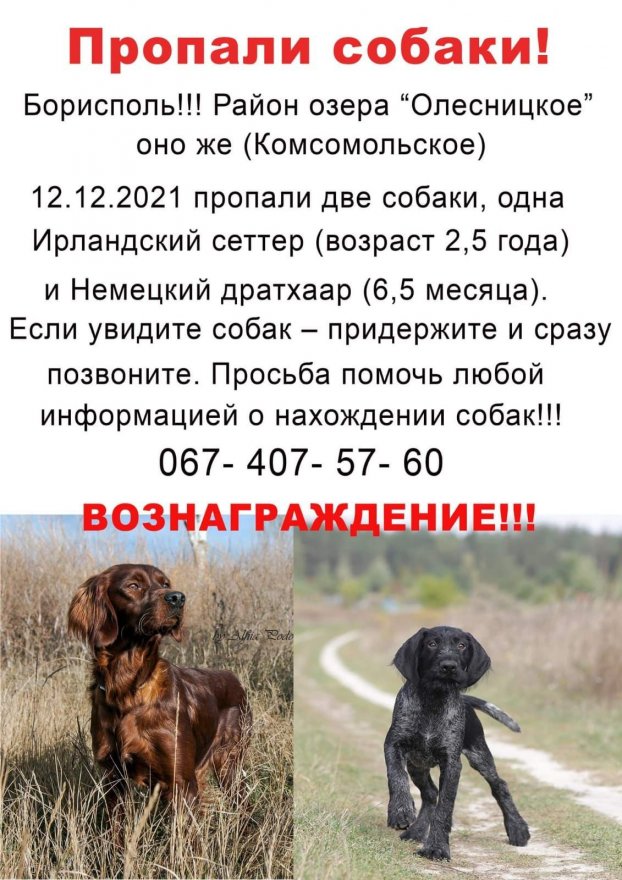 Пропали собаки