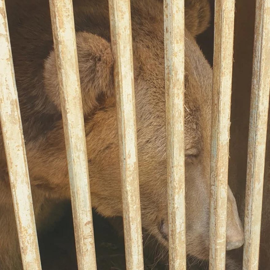 Як рятували від війни ведмедя з Бахмуту