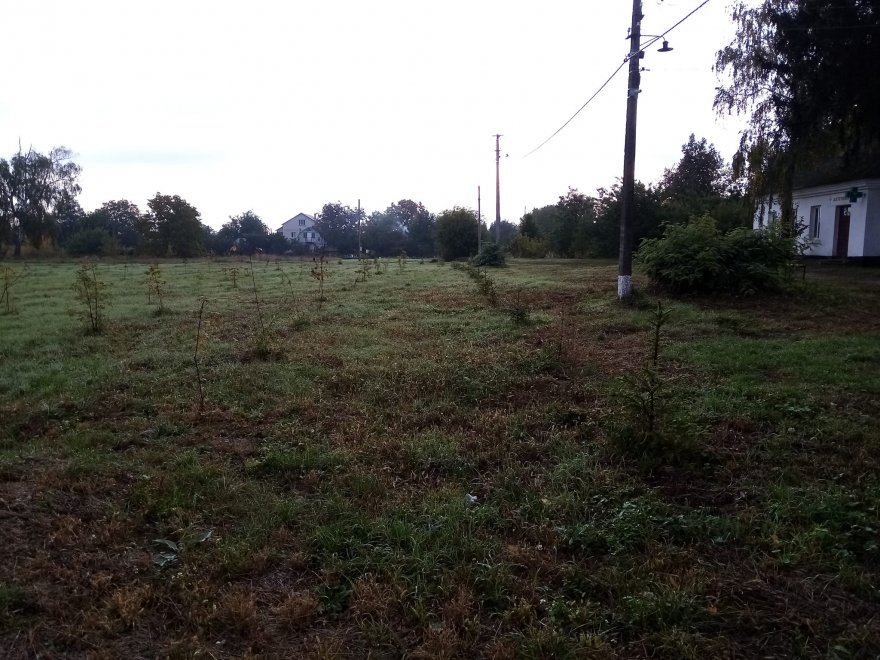У Старому вирубали сад, щоб зробити парк