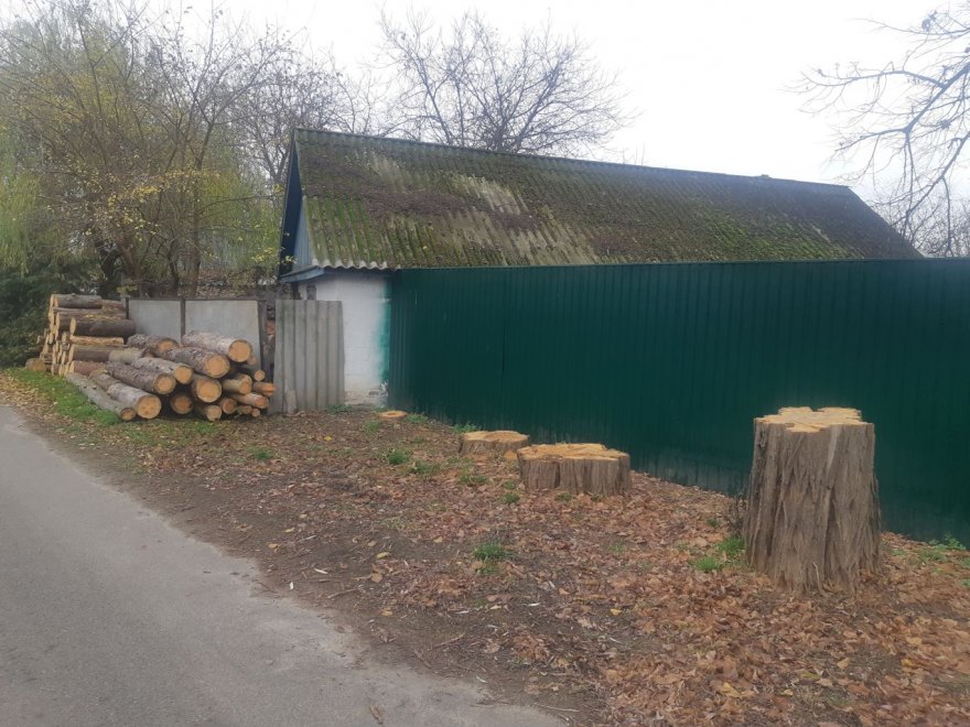 У Рогозові почали рубати на дрова акації на вулицях