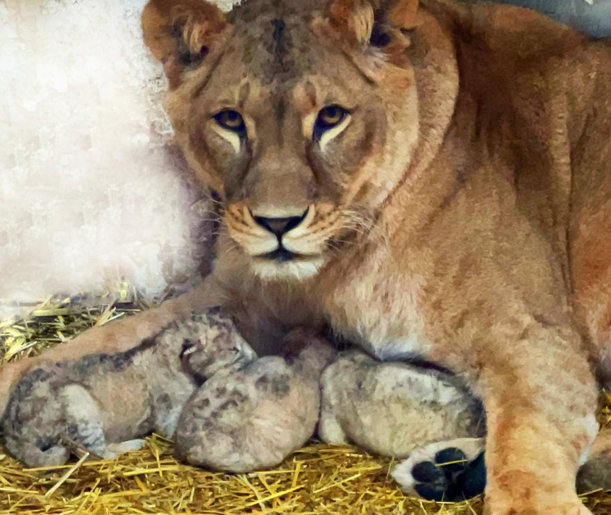 Центр порятунку  диких тварин:  понад 400 врятованих життів