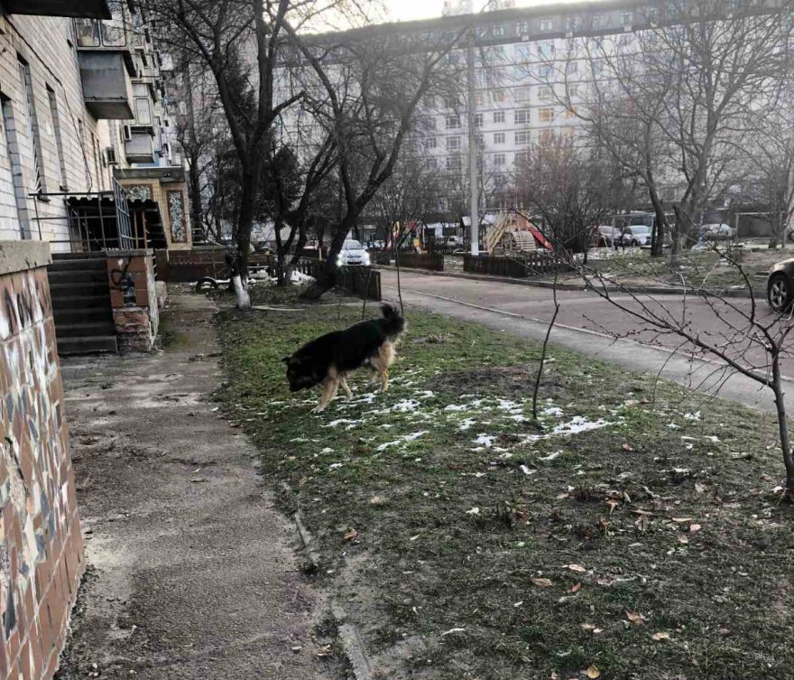 Чи місце тваринам на вулицях Борисполя? Чи місце тваринам на вулицях Борисполя?