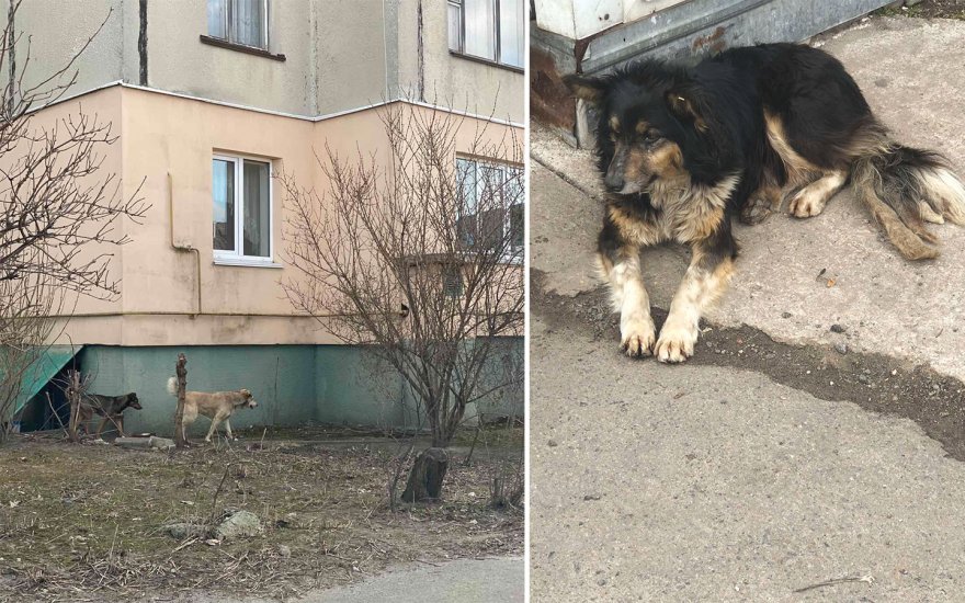 Чи місце тваринам на вулицях Борисполя? Чи місце тваринам на вулицях Борисполя?