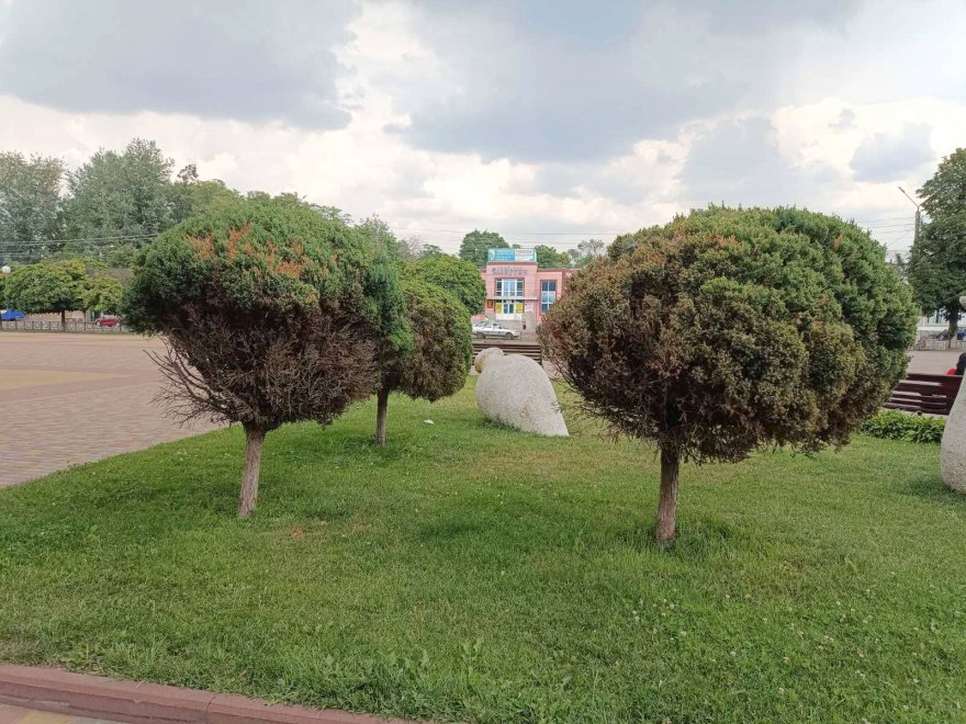Хто врятує бориспільські ялини?