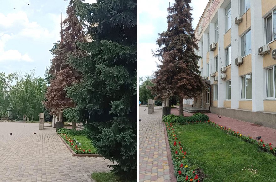 Хто врятує бориспільські ялини?