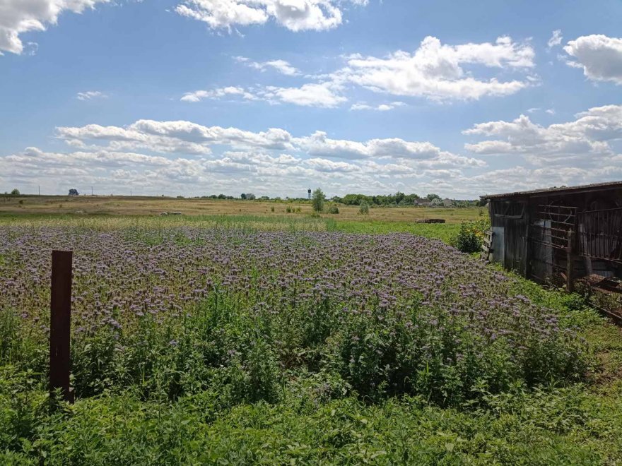 Історія вороньківських котів отримала продовження Історія вороньківських котів отримала продовження