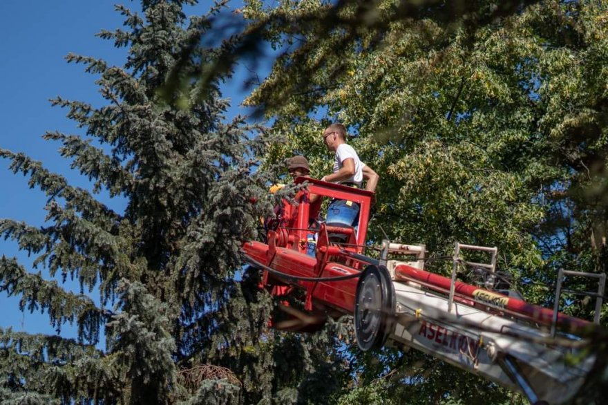 Врятувати неможливо? Що чекає хворі ялини в міському парку Врятувати неможливо? Що чекає хворі ялини в міському парку