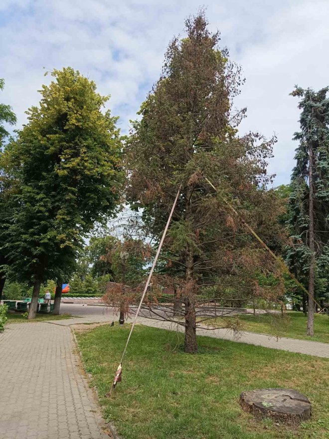 Бориспільські ялини лікуватиме підприємець із Воронькова за 67 тис. грн Бориспільські ялини лікуватиме підприємець із Воронькова за 67 тис. грн