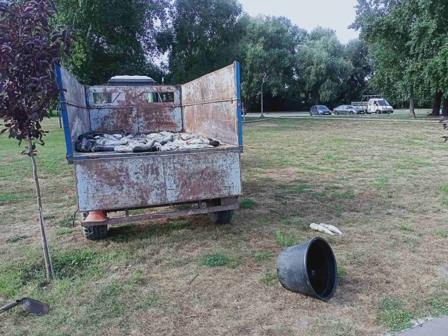 Новий мор риби на Олесницькому Новий мор риби на Олесницькому