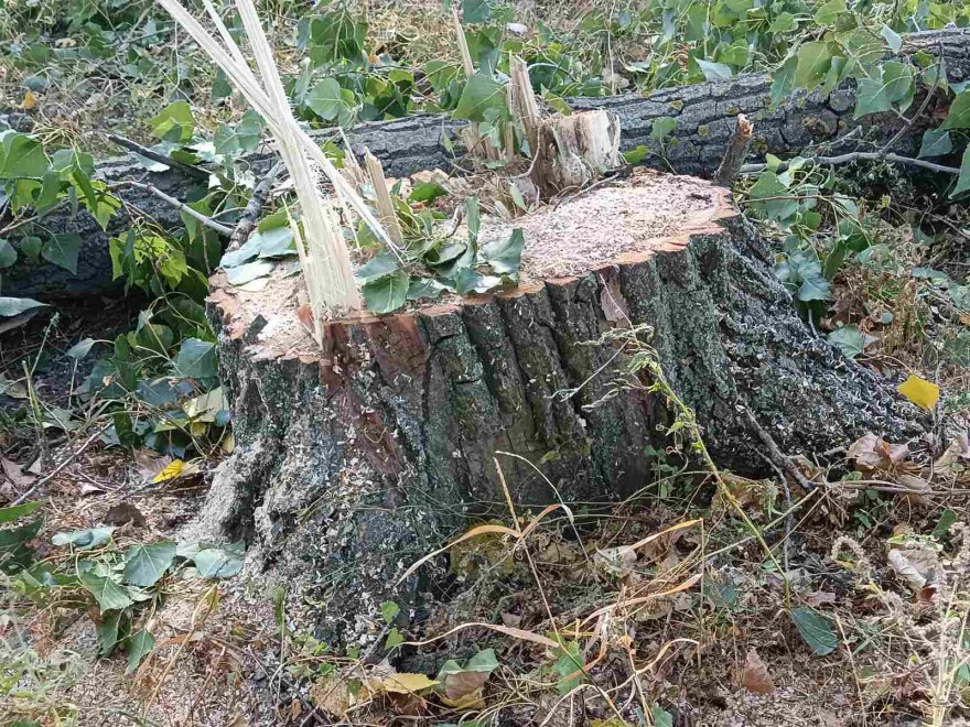Біля Гульківки почали видалення дерев Біля Гульківки почали видалення дерев