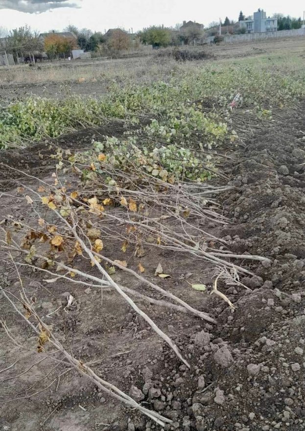 Між селами Ревне та Затишне на Бориспільщині посадять лісосмугу