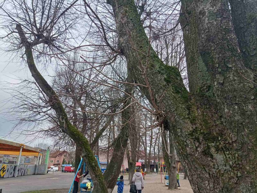 Дерева не винні:  чому падають дерева  і як цьому запобігти?