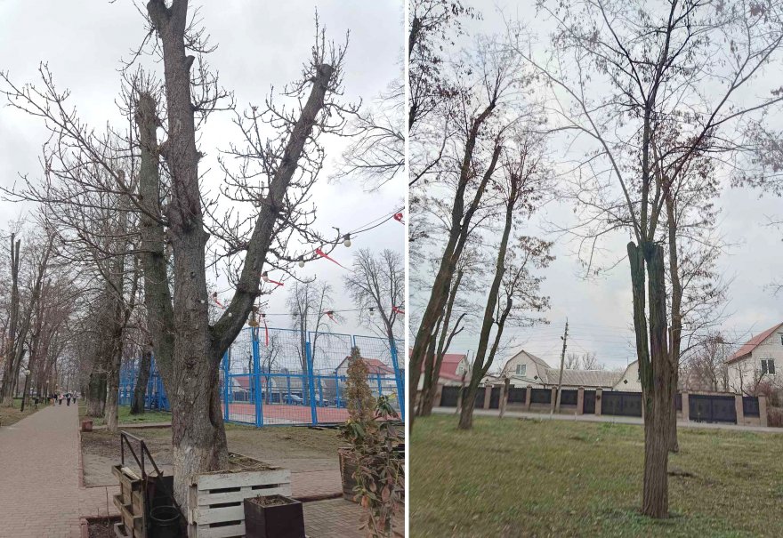 Дерева не винні:  чому падають дерева  і як цьому запобігти?