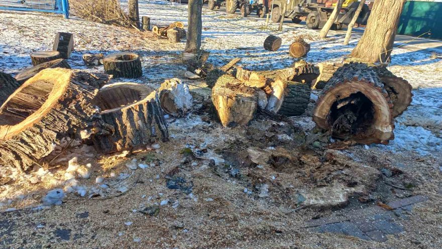 Дерева не винні:  чому падають дерева  і як цьому запобігти?