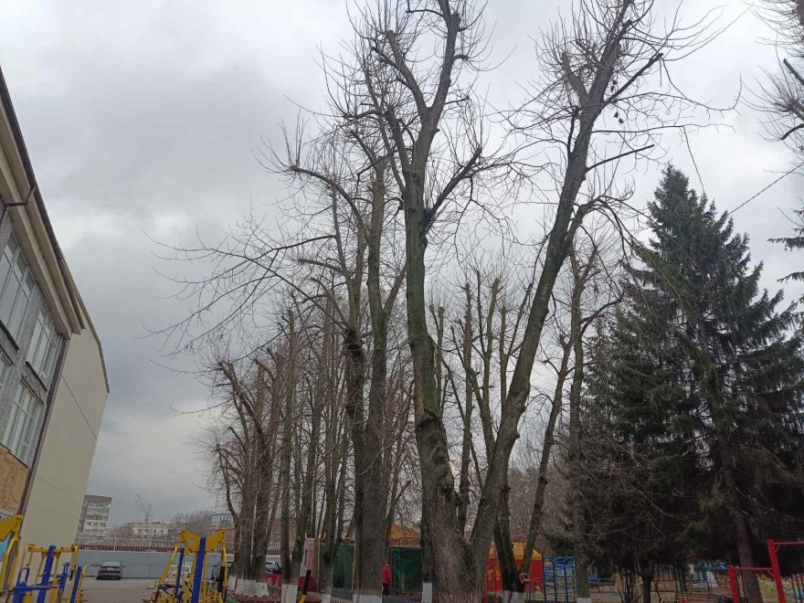 Дерева не винні:  чому падають дерева  і як цьому запобігти?