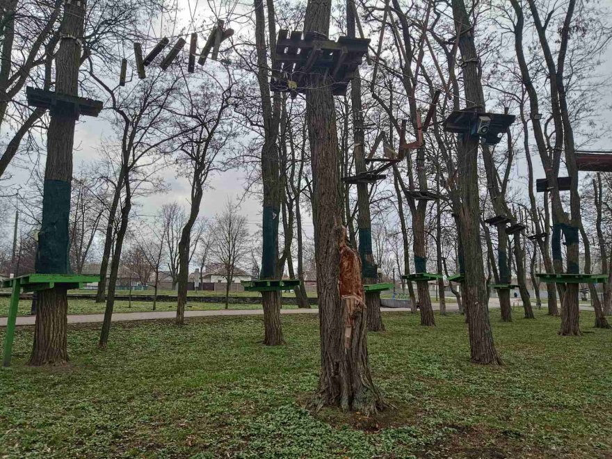 Дерева не винні:  чому падають дерева  і як цьому запобігти?