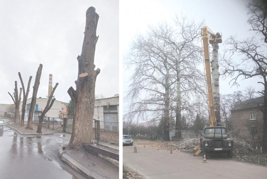 Врятувати бориспільські дерева: місія НЕможлива? Врятувати бориспільські дерева: місія НЕможлива?