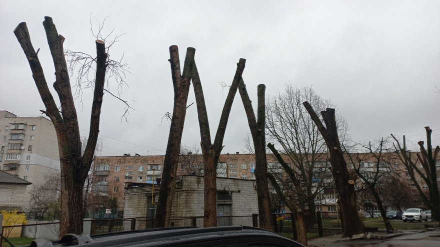 Врятувати бориспільські дерева: місія НЕможлива? Врятувати бориспільські дерева: місія НЕможлива?
