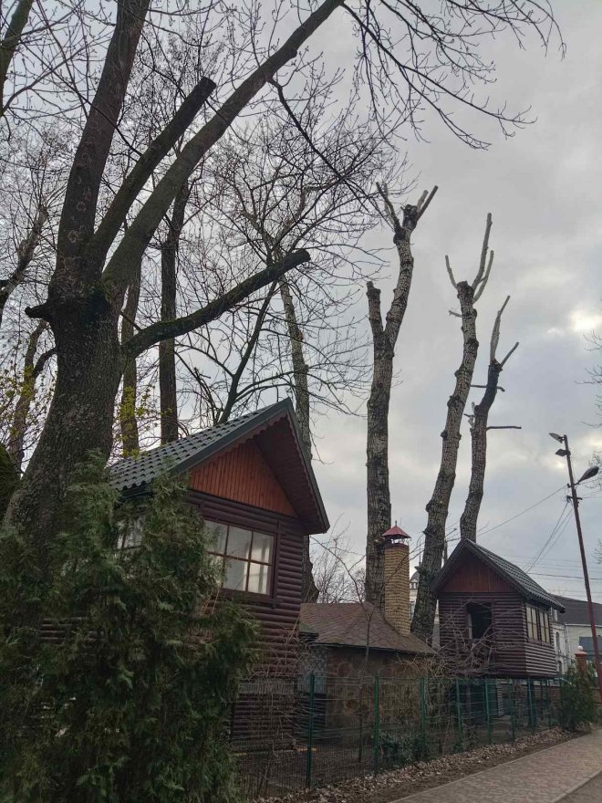 Врятувати бориспільські дерева: місія НЕможлива? Врятувати бориспільські дерева: місія НЕможлива?